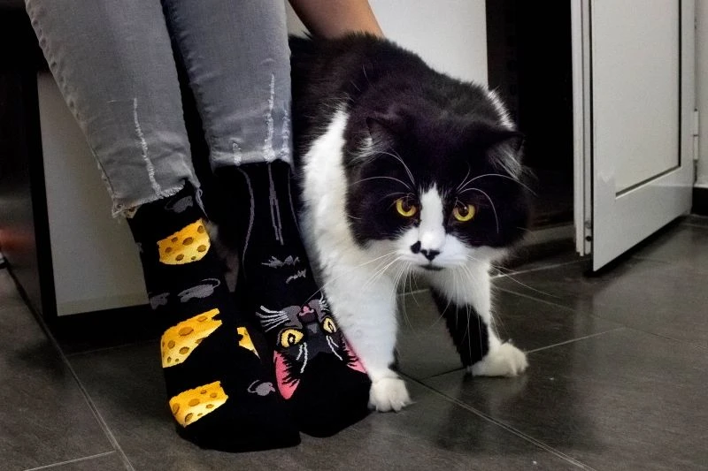 Chaussettes Arty Chanceux Le Chat 4 Chaussettes Arty Chanceux Le Chat – Image 4