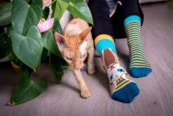 Chaussettes Arty Sphynx Le Chat -Le Bar à Chaussettes PH14 022 8