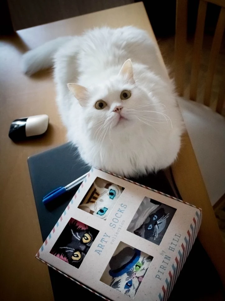 Chaussettes Arty Persan Le Chat 5 Chaussettes Arty Persan Le Chat – Image 5